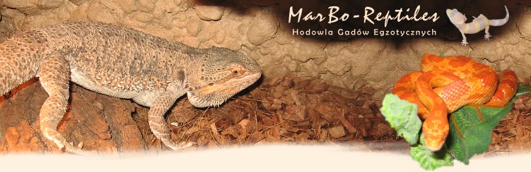 MarBo-Reptiles. Hodowla Gadw Egzotycznych